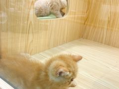 -屋虎猫馆(宝安大仟里店)