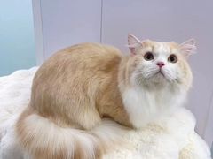 -爱洗澡的猫(望京店)
