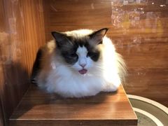 -Goku PET SHOP宠物视觉生活馆(双井店)