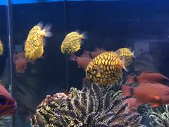 -烟台海昌鲸鲨海洋公园