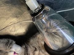 -宠颐生宠物医院·犬猫全科·皮肤科(商业街店)