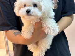 -翊宠yipet猫狗购宠庄园犬舍•猫舍