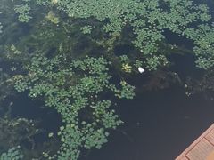 -丁香湖公园
