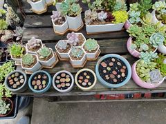 -金陵花卉交易市场