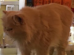 -猫色咖啡·猫咖
