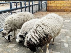 -长白岛森林公园