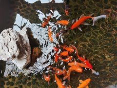 -尺山寸水日料(马桥满天星店)