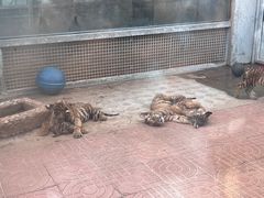 -西霞口神雕山野生动物世界