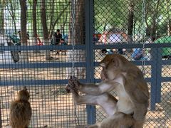 -长白岛森林公园