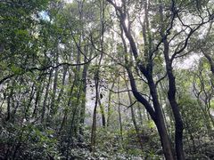 -广州市帽峰山景区