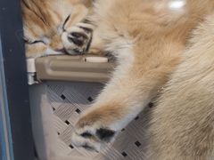 -萌兽医馆·眼科·异宠专科(三里屯店)