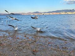 -洱海月湿地公园