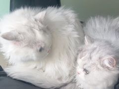 -佳雯宠物医院·皮肤科·内外科(春晓路分院)