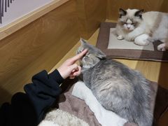 -滚猫咖啡·猫咖·猫友好撸猫(未来城店)