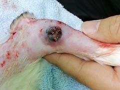 -圣宠动物医院·犬猫专科·影像中心·外科中心