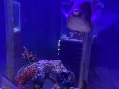 -太平洋海底世界