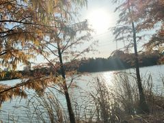 -昆山城市生态森林公园