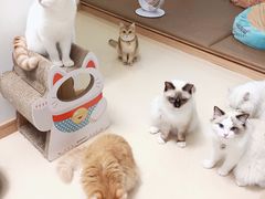 -猫在这儿猫咪咖啡馆·撸猫馆