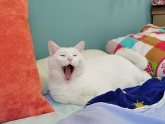 -北京恒爱动物医院(清景园分院)