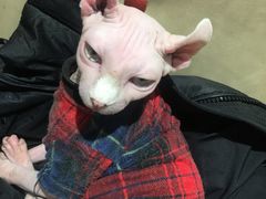 -藏猫猫咖啡主题馆(中央大道店)