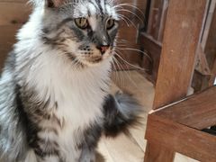 -瞄一喵猫咖(格力海岸店)