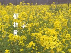 -合肥滨湖国家森林公园