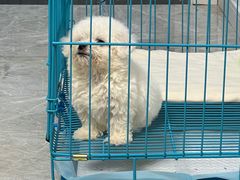 -翊宠yipet猫狗购宠庄园犬舍•猫舍