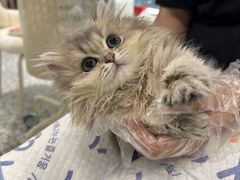 -momokira米努特·德文卷毛猫·棉花面纱犬