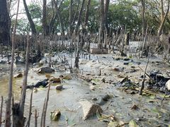 -宝安西湾红树林湿地公园