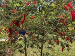 -中国科学院西双版纳热带植物园