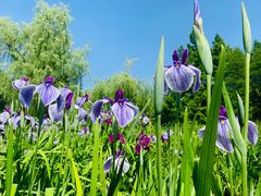 -上海共青森林公园