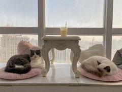 -共舞时光猫咖·狗咖(新街口店)