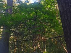 -五营红松林海景区