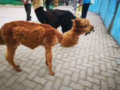 -西霞口神雕山野生动物世界