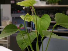 -眉州东坡(清河万象汇店)