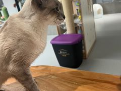 -Cappucimeow猫咪咖啡馆(韦伯时代店)
