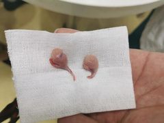 -瑞派宠物医院·中兽医专科(中央商城分院)