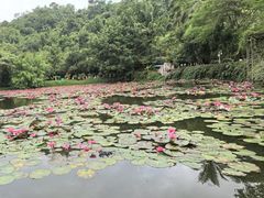 -野象谷景区