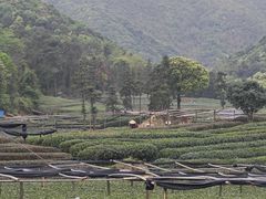 -龙坞茶村
