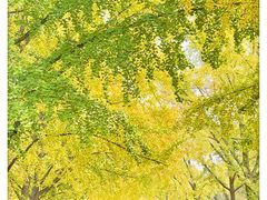 -三里屯东五街银杏大道