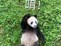 -都江堰中华大熊猫苑