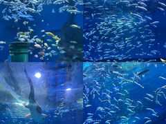 -海合安武汉极地海洋公园