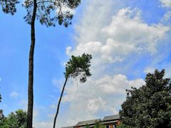 -铁山坪森林公园