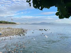 -深圳湾公园(南山区)