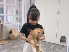 -楼上猫咖(罗湖店)