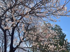 -北京西山国家森林公园