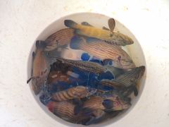 -ZF Seafood Restaurant 卓峰海鲜餐