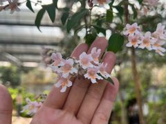 -洛阳市隋唐城遗址植物园