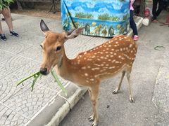 -清迈夜间动物园