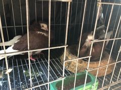 -火咂咂竹筒宴(告庄店)